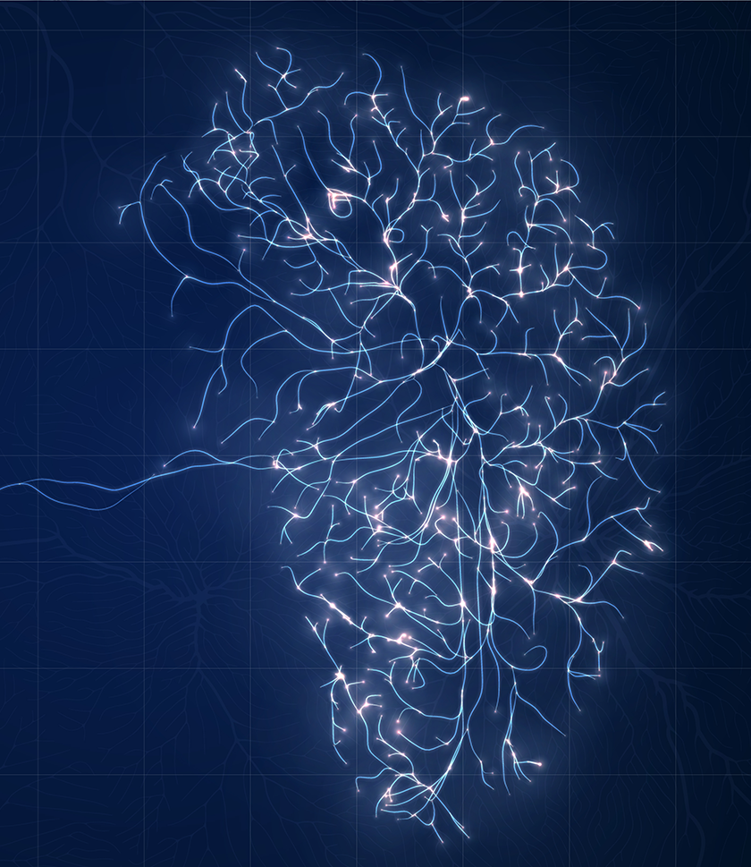 Neural Engineering and Brain